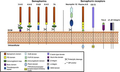 Semaphorins in Angiogenesis and Autoimmune Diseases: Therapeutic Targets?